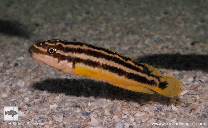 Julidochromis sp. 'ornatus uvira' Uvira